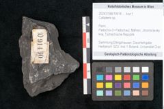 Foto (Objekt + Etikett) von Callipteris sp.  (NHMW-GEO-2024-0188-10914)